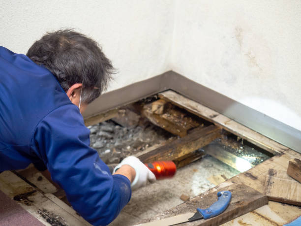 Best White Mold Remediation in Watertown, TN
