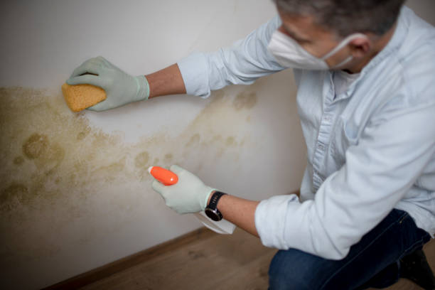 Best Post-Flood Mold Remediation in Watertown, TN