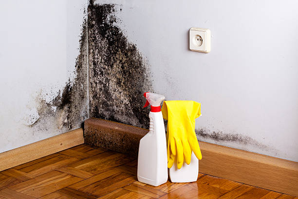Best Black Mold Remediation in Watertown, TN