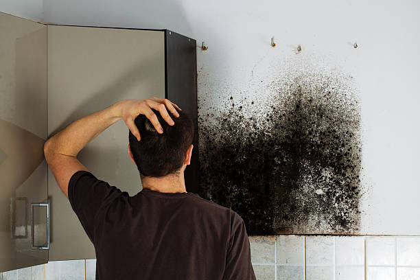Best Residential Mold Remediation in Watertown, TN