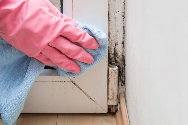 Best DIY Mold Remediation Support Services in Watertown, TN
