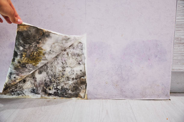 Best Insurance-Related Mold Remediation in Watertown, TN